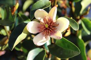 Pleaching Topiary Chch Canterbury: Michelia Cleopatra