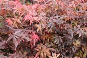 Pleaching Topiary Chch Canterbury: Acer palmatum Skeeters Broom