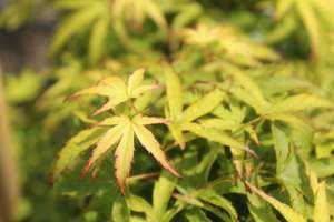 Pleaching Topiary Chch Canterbury: Acer palmatum Sharpes Pygmy