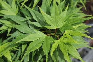Pleaching Topiary Chch Canterbury: Acer palmatum Mikawa Yatsubusa