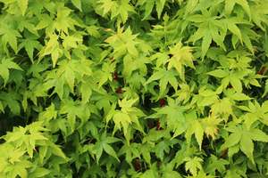 Pleaching Topiary Chch Canterbury: Acer palmatum Fjellheim