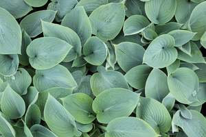 Shade Chch Canterbury: Hosta Halcyon