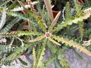Banksia Speciosa
