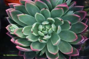 Succulents Cacti Chch Canterbury: Echeveria Water Lily