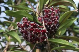 Hoya pubicalyx