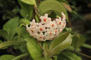 Climbers Chch Canterbury: Hoya carnosa