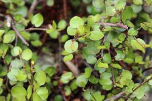 Climbers Chch Canterbury: Muehlenbeckia complexa Poor Knights