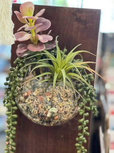 Glass Terrarium Hanging Wall Bowls: Glass Terrarium Bowl with Succulents and Gemstone Chips