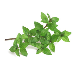 Essential Oils Aromatherapy: Peppermint Essential Oil