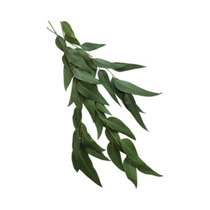 Essential Oils Aromatherapy: Eucalyptus Essential Oil