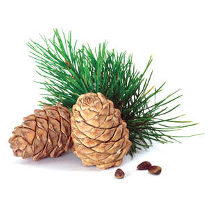 Essential Oils Aromatherapy: Cedarwood Essential Oil