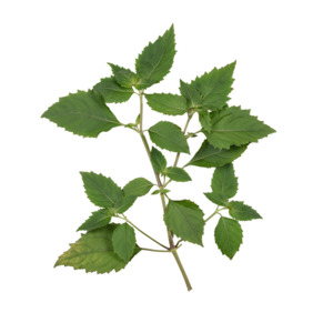 Essential Oils Aromatherapy: Patchouli Essential Oil