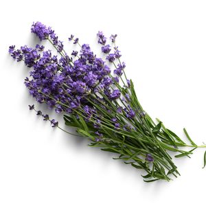 Lavender Essential Oil
