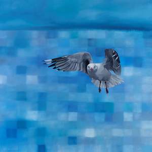 See Gull Gaze
