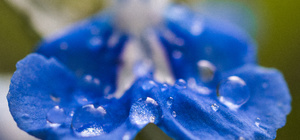 Products: Distilling Hydrosol – The Alembics Lab