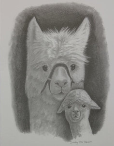 Greetings Card (Blank) - Dam and Cria - The Alpaca Company