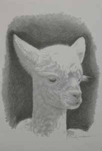 Products: Greeting Card (Blank) - Cria - The Alpaca Company