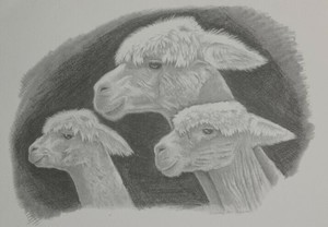 Greeting Card (Blank) - Three Pacas - The Alpaca Company