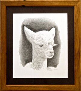 Products: Cria - The Alpaca Company