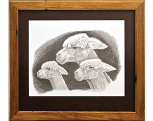 Products: Three Girls - The Alpaca Company