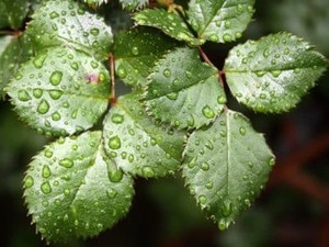 Products: Liver function