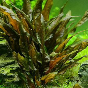 Aquarium Plants: Cryptocoryne Undulata