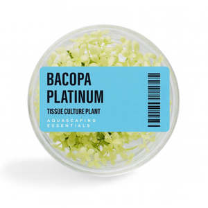 Aquarium Plants: Bacopa Platinum Tissue Culture (Aquascaping Essentials)