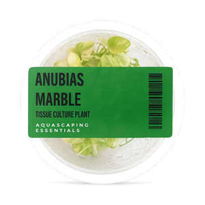 Anubias Marble Tissue Culture (Aquascaping Essentials)