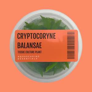 Cryptocoryne Balansae Tissue Culture (Aquascaping Essentials)