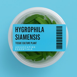 Aquarium Plants: Hygrophila Siamensis Tissue Culture (Aquascaping Essentials)