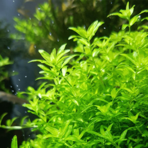 Aquarium Plants: Hemianthus Micranthemoides 'Pearl Weed'