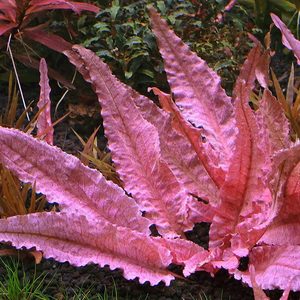 Cryptocoryne Wendtii Pink Flamingo