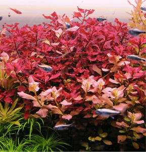 Ludwigia Palustris 'Super Red'