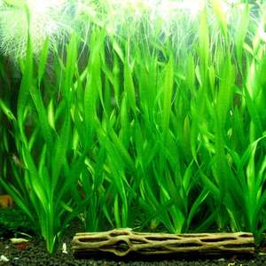 Aquarium Plants: Vallisneria Spiralis ‘Torta’ (Twisted Vallisneria)