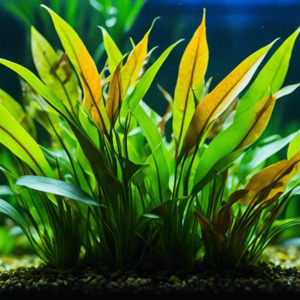 Aquarium Plants: Cryptocoryne x Lucens Willisii