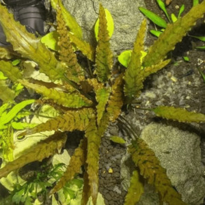 Aquarium Plants: Cryptocoryne Axelrodii