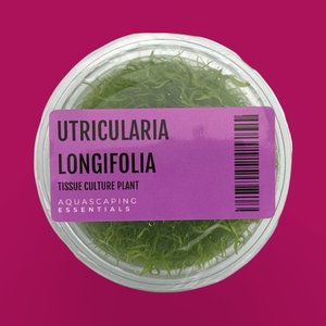 Aquarium Plants: Utricularia Longifolia Tissue Culture (Aquascaping Essentials)