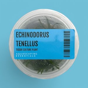 Aquarium Plants: Echinodorus Tenellus Tissue Culture (Aquascaping Essentials)
