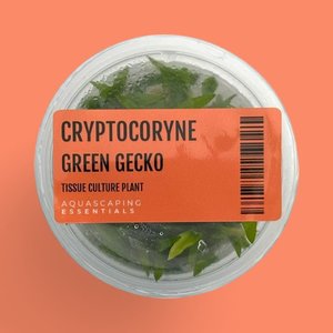 Aquarium Plants: Cryptocoryne 'Green Gecko' Tissue Culture (Aquascaping Essentials)