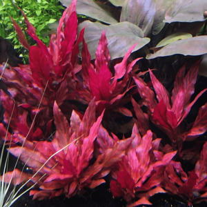 Aquarium Plants: Alternanthera Reineckii 'Rosanervig'