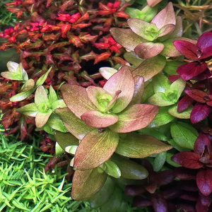 Aquarium Plants: Bacopa Caroliniana – Lemon Bacopa