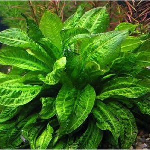 Aquarium Plants: Echinodorus Parviflorus 'Dwarf Amazon Sword'