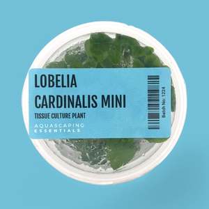 Aquarium Plants: Lobelia Cardinalis Mini Tissue Culture (Aquascaping Essentials)