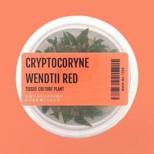 Aquarium Plants: Cryptocoryne Wendtii Red Tissue Culture (Aquascaping Essentials)
