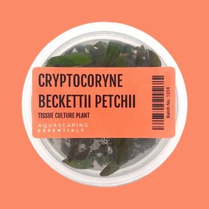 Cryptocoryne Beckettii 'Petchii' Tissue Culture (Aquascaping Essentials)