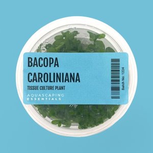 Bacopa Caroliniana Tissue Culture (Aquascaping Essentials)