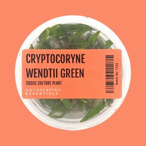 Aquarium Plants: Cryptocoryne Wendtii 'Green Tissue Culture (Aquascaping Essentials)