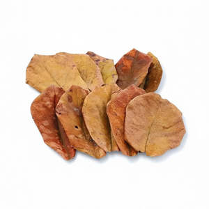 Plant Water Care: Catappa Leaves
