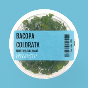Stem: Bacopa Colorata Tissue Culture (Aquascaping Essentials)