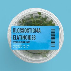 Glossostigma Elatinoides Tissue Culture (Aquascaping Essentials)